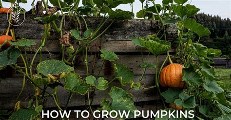 How to grow pumpkins Expert advice for every step.